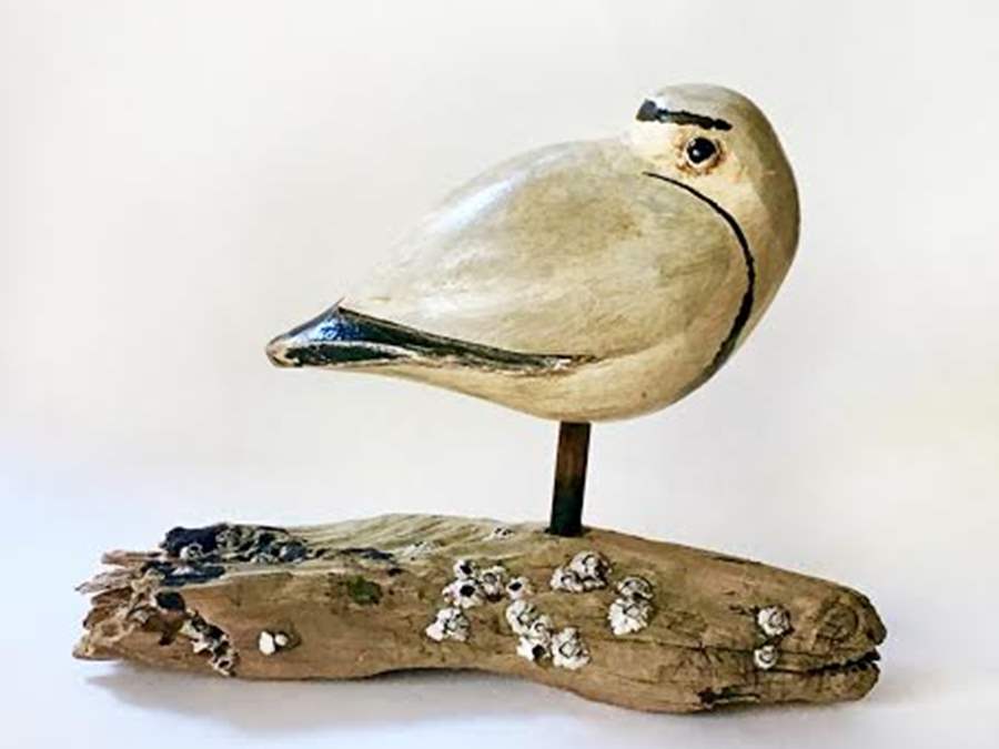 Piping Plover on Driftwood